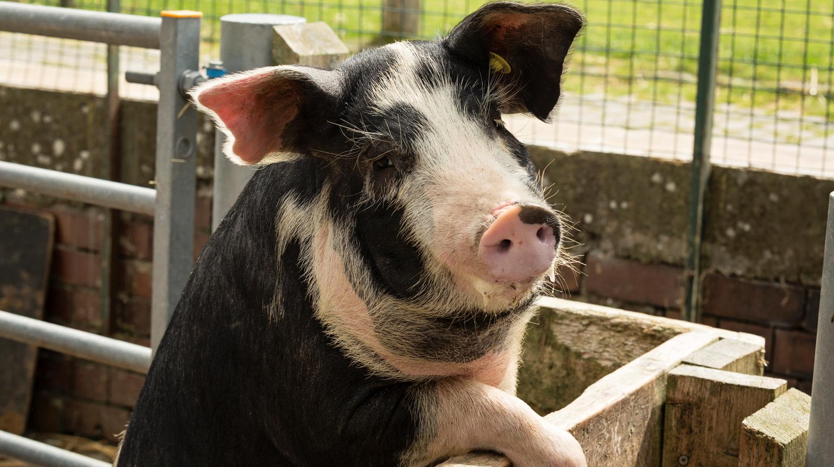 33748-gorgie-city-farm-edinburgh-03